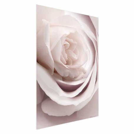 Juliste - Porcelain Rose