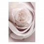 Juliste - Porcelain Rose