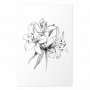 Juliste - Drawn Flowers