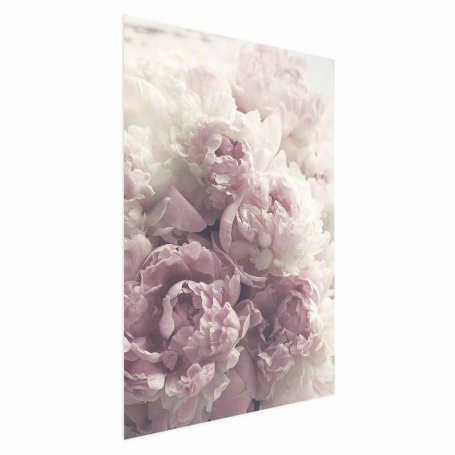 Juliste - Delicate Peonies