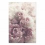 Juliste - Delicate Peonies
