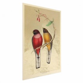 Juliste - Birds on a Branch