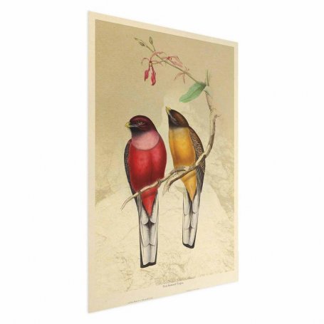 Juliste - Birds on a Branch