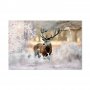 Taulu - Deer in the Cold