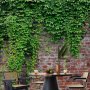 Fototapetti - Brick and ivy