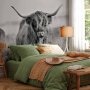 Fototapetti - Highland Cattle