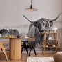 Fototapetti - Highland Cattle