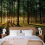 Fototapetti - Spring: Morning in the Forest