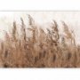 Fototapetti - Tall Grasses - Brown