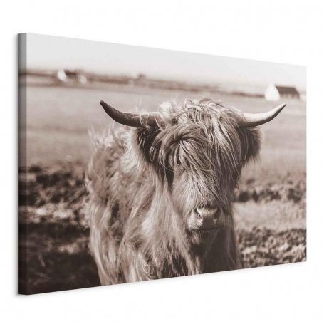 Taulu - A Scottish Cow in Sepia