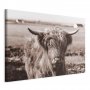 Taulu - A Scottish Cow in Sepia