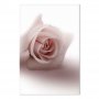 Taulu - Floral Glamour Glow (1-part) - Delicate and Pastel Pink Rose