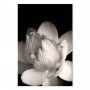 Taulu - Delicacy of Petals in Nature (1-part) - Flower in Black and White