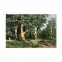 Taulu - Ivan Shishkin – Oak Forest