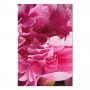 Taulu - Blossom of Beauty (1-part) - Pink Peony Flower Embraced by Nature